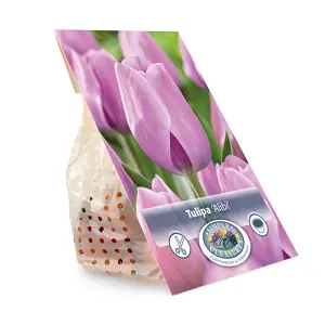 Tulipa Triumph Alibi | Cappers 5 x 20 - image 3