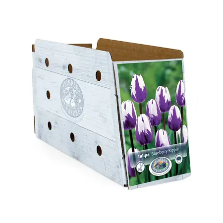Tulipa Triumph Blueberry Ripple | Cappers 5 x 20 - image 2