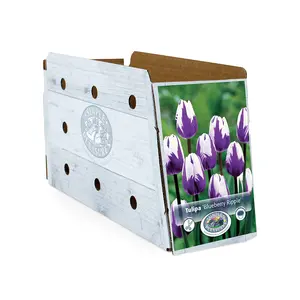Tulipa Triumph Blueberry Ripple | Cappers 5 x 20 - image 2