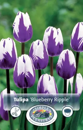 Tulipa Triumph Blueberry Ripple | Cappers 5 x 20 - image 1