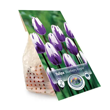 Tulipa Triumph Blueberry Ripple | Cappers 5 x 20 - image 3