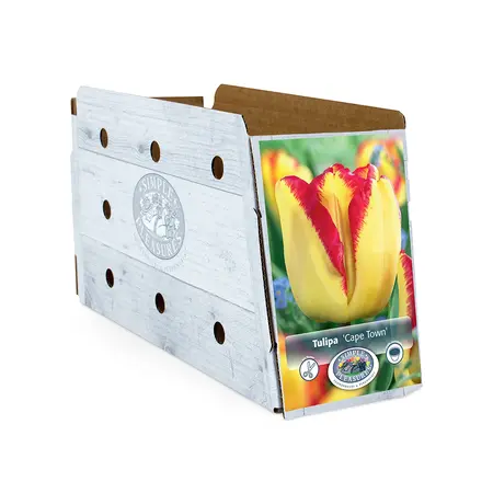 Tulipa Triumph Cape Town | Cappers 5 x 20 - image 2