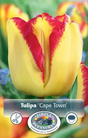 Tulipa Triumph Cape Town | Cappers 5 x 20 - image 1