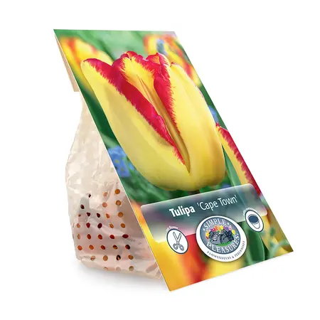 Tulipa Triumph Cape Town | Cappers 5 x 20 - image 3