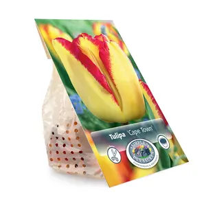 Tulipa Triumph Cape Town | Cappers 5 x 20 - image 3