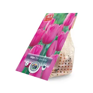 Tulipa Triumph Don Quichotte | Cappers 12 x 20 - image 2