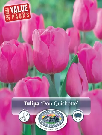 Tulipa Triumph Don Quichotte | Cappers 12 x 20 - image 1