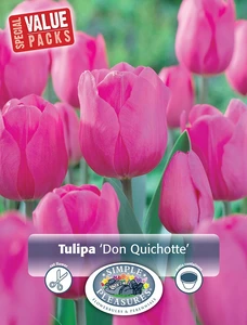 Tulipa Triumph Don Quichotte | Cappers 12 x 20 - image 3