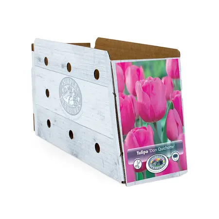 Tulipa Triumph Don Quichotte | Cappers 5 x 20 - image 2