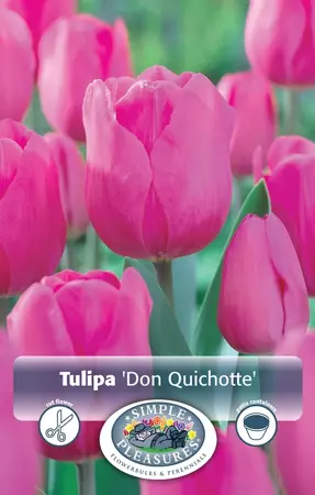 Tulipa Triumph Don Quichotte | Cappers 5 x 20 - image 1