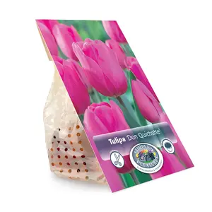 Tulipa Triumph Don Quichotte | Cappers 5 x 20 - image 3