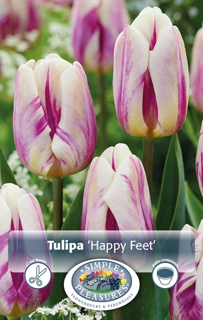 Tulipa Triumph Happy Feet | 80 pce - image 2