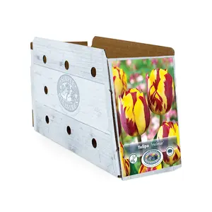Tulipa Triumph Helmar | Capper 20 x 5 - image 2