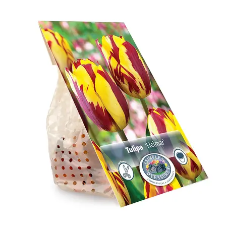 Tulipa Triumph Helmar | Capper 20 x 5 - image 3
