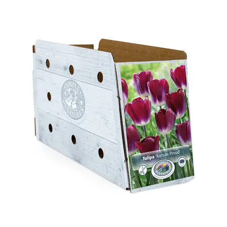 Tulipa Triumph Kansas Proud | Cappers 5 x 20 - image 2