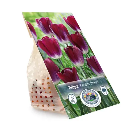 Tulipa Triumph Kansas Proud | Cappers 5 x 20 - image 3
