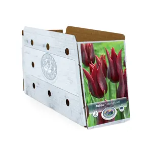 Tulipa Triumph Lasting Love | Capper 20 x 5 - image 2