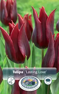 Tulipa Triumph Lasting Love | Cappers 5 x 20