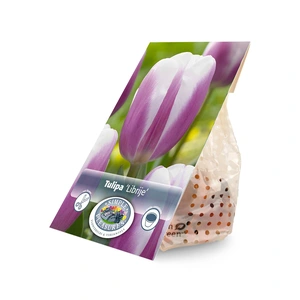 Tulipa Triumph Librije | Cappers 5 x 20 - image 3