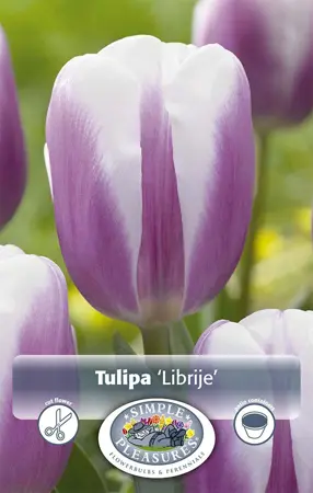Tulipa Triumph Librije | Cappers 5 x 20 - image 1