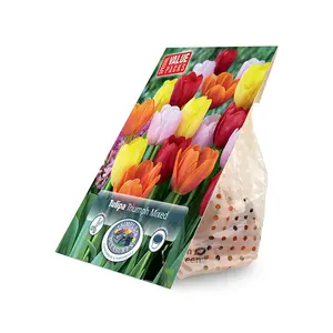 Tulipa Triumph mixed | Cappers 12 x 20 - image 2