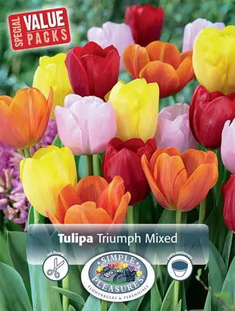 Tulipa Triumph mixed | Cappers 12 x 20 - image 1