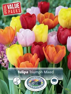 Tulipa Triumph mixed | Cappers 12 x 20