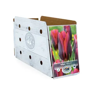 Tulipa Triumph Muvota | Cappers 5 x 20 - image 2