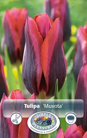 Tulipa Triumph Muvota | Cappers 5 x 20 - image 1