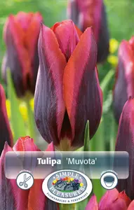Tulipa Triumph Muvota | Cappers 5 x 20