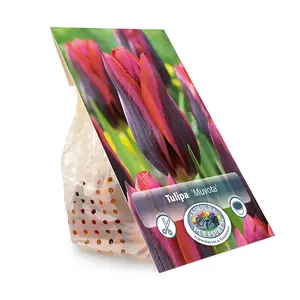 Tulipa Triumph Muvota | Cappers 5 x 20 - image 3