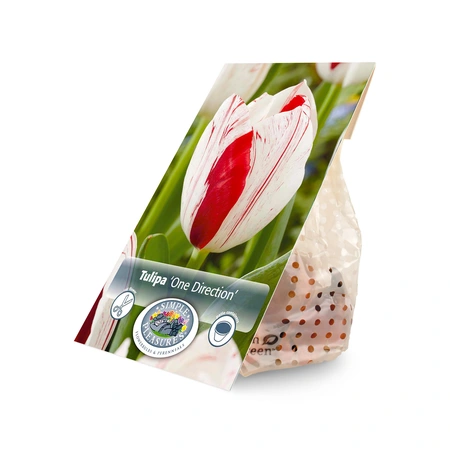 Tulipa Triumph One Direction | Cappers 5 x 20 - image 2
