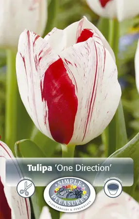 Tulipa Triumph One Direction | Cappers 5 x 20 - image 1
