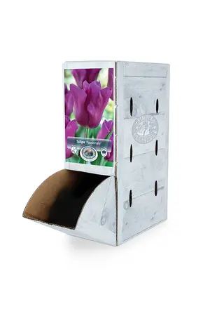 Tulipa Triumph Passionale (Purple Cloud) | 80 pce - image 2