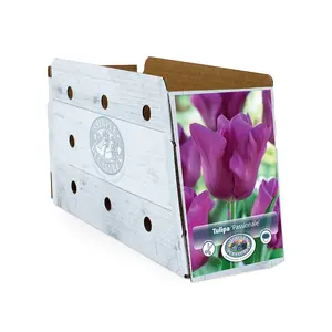 Tulipa Triumph Passionale (Purple Cloud) | Cappers 5 x 20 - image 2