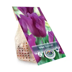 Tulipa Triumph Passionale (Purple Cloud) | Cappers 5 x 20 - image 3
