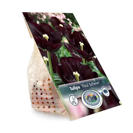Tulipa Triumph Paul Scherer | Cappers 5 x 20 - image 3