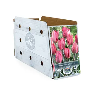 Tulipa Triumph Pretty Princess | Cappers 5 x 20 - image 2