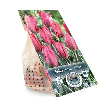 Tulipa Triumph Pretty Princess | Cappers 5 x 20 - image 3
