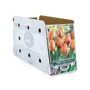 Tulipa Triumph Princess Irene | Cappers 5 x 20