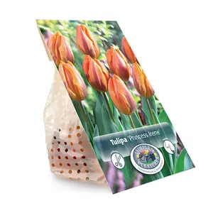 Tulipa Triumph Princess Irene | Capper 20 x 5 - image 2
