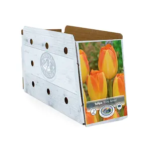 Tulipa Triumph Prinz Armin | Cappers 5 x 20 - image 2