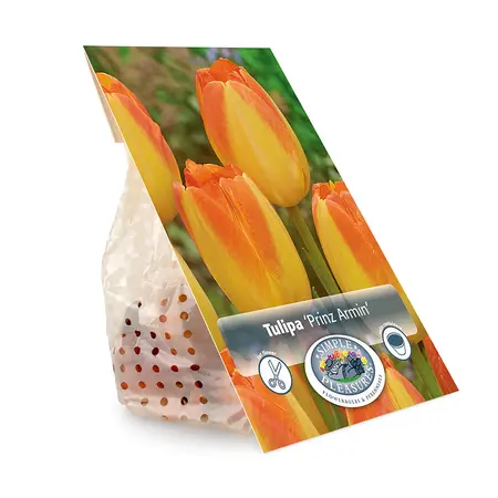 Tulipa Triumph Prinz Armin | Cappers 5 x 20 - image 3