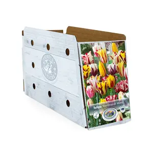 Tulipa Triumph Rembrandt Mixed | Capper 20 x 5 - image 2