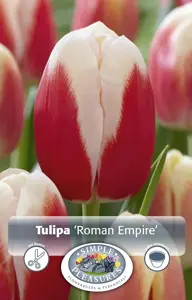 Tulipa Triumph Roman Empire | 80 pce