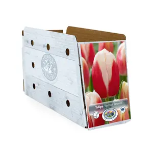 Tulipa Triumph Roman Empire | Cappers 5 x 20 - image 2