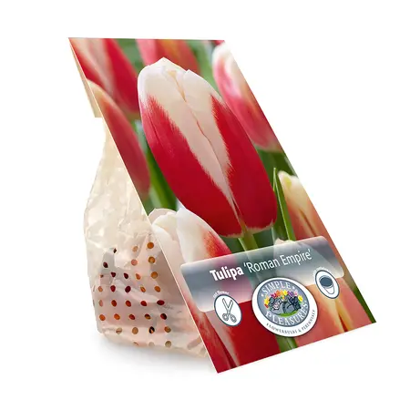 Tulipa Triumph Roman Empire | Cappers 5 x 20 - image 3