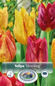 Tulipa Triumph Shocking | 80 pce