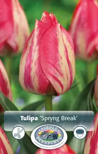 Tulipa Triumph Spryng Break | 80 pce