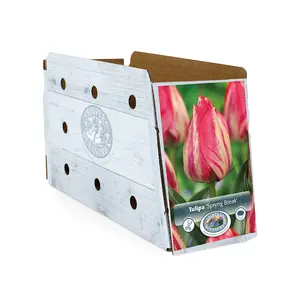 Tulipa Triumph Spryng Break | Cappers 5 x 20 - image 2